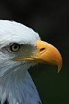 Beak And Eye Of An Eagle Stock Photo