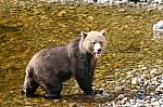 Bear Stock Photo