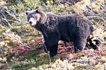 Bear In Denali National Park, Alaska Stock Photo