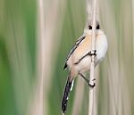 Bearded Reedling Looking At You Stock Photo