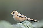 Bearded Reedling Stock Photo