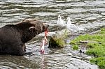 Bears In Katmai National Park, Alaska Stock Photo