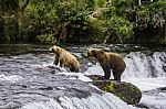 Bears In Katmai National Park, Alaska Stock Photo