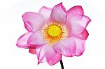 Beautiful Blooming Lotus Flower Isolated On White Background Stock Photo