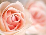 Beautiful Blooming Roses Stock Photo