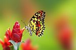 Beautiful Butterfly  Stock Photo