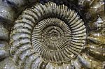 Beautiful Crustacean Fossil Stock Photo