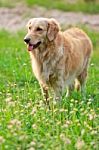 Beautiful Golden Retriever Dog Stock Photo