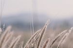 Beautiful Grass Flower Background ,selective Focus Stock Photo