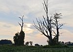 Beautiful Isolated Image Of An Amazing Old Trees Stock Photo