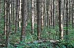 Beautiful Isolated Image Of An Old Sunny Forest Stock Photo