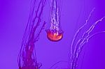 Beautiful Jellyfish Stock Photo