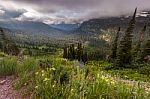 Beautiful Landscape And Wide Flower In Glacier National Park Stock Photo