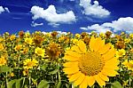 Beautiful Landscape With Sunflower Field Over Cloudy Blue Sky Stock Photo
