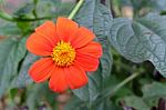 Beautiful Orange Flower Blossom In Natural Green Garden Stock Photo