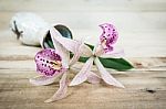 Beautiful Orchid On Wooden Board Stock Photo