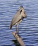 Beautiful Photo Of A Great Blue Heron Near The Water Stock Photo