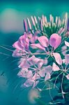 Beautiful Pink Floral Use As Background. Cross Process Stock Photo
