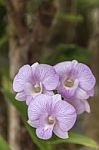 Beautiful Pink Orchid Stock Photo