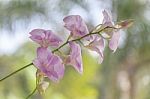 Beautiful Pink Orchid Stock Photo