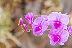 Beautiful Pink Orchid Stock Photo