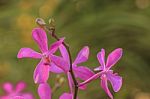 Beautiful Pink Orchid Stock Photo