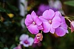 Beautiful Pink Orchid Stock Photo