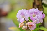 Beautiful Pink Orchid Stock Photo