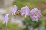 Beautiful Pink Orchid Stock Photo