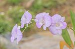 Beautiful Pink Orchid Stock Photo