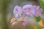 Beautiful Pink Orchid Stock Photo