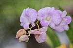 Beautiful Pink Orchid Stock Photo