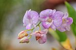 Beautiful Pink Orchid Stock Photo