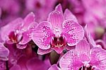 Beautiful Pink Orchid Phalaenopsis. Bouquet Of Flowers Orchids Stock Photo