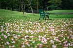 Beautiful Pink Trumpet Flower On Green Grass Stock Photo