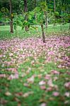 Beautiful Pink Trumpet Flower On Green Grass Stock Photo