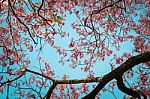 Beautiful Pink Trumpet Tree Or Tabebuia Rosea Stock Photo