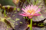 Beautiful Pink Water Lily Stock Photo