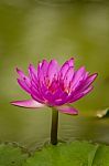 Beautiful Pink Waterlily And Blur Green Background Stock Photo