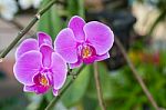 Beautiful Purple Orchid Stock Photo