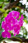 Beautiful Purple Orchid Blooming On The Trees. Warm Sunshine Bac Stock Photo