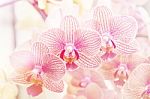 Beautiful Purple Orchid ,phalaenopsis Orchid Blurry Background Stock Photo