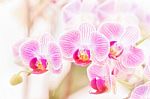 Beautiful Purple Orchid ,phalaenopsis Orchid Blurry Background Stock Photo