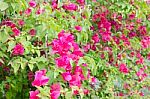 Beautiful Red Bougainvillea Flowers In The Sun In Winter Stock Photo