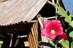 Beautiful Red Flower Blossom In Local Thai Style Home House And Blue Sky Stock Photo