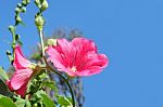 Beautiful Red Flower Blossom In Natural Green Garden And Blue Sky Stock Photo