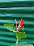 Beautiful Red Flower In Garden Stock Photo