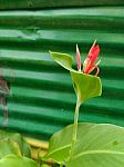 Beautiful Red Flower In Garden Stock Photo