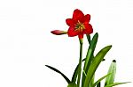Beautiful Red Lily  Stock Photo