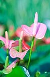 Beautiful Spadix (anthuriums) In The Garden Stock Photo